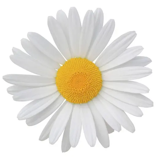 Blossom Whole Family Therapy
