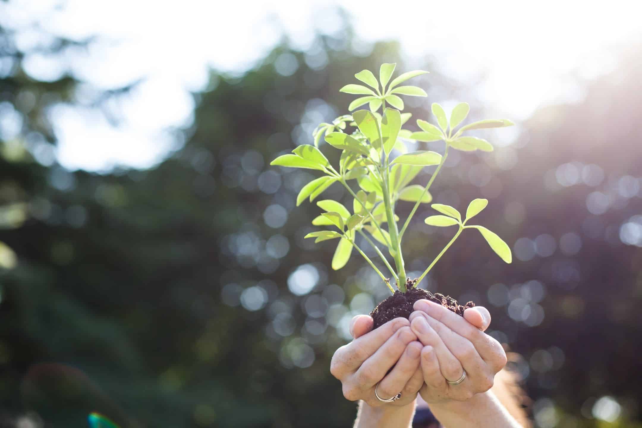 Healthy Growth & Development